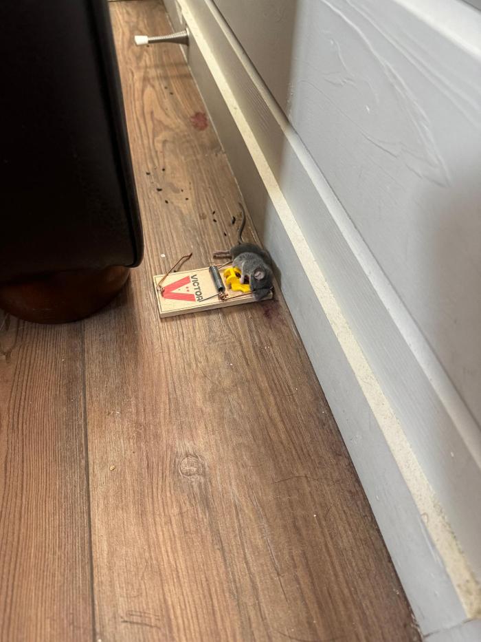 Source Pest Control Image