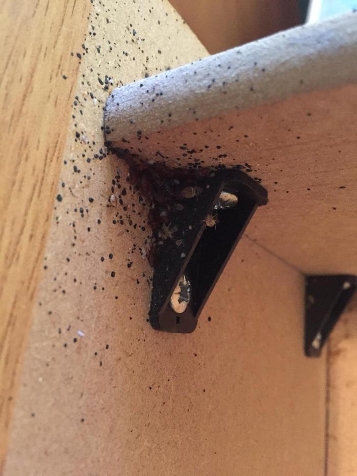 Source Pest Control Image