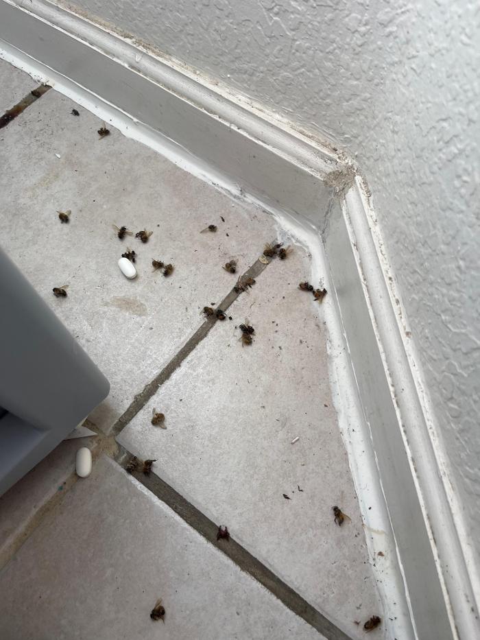 Source Pest Control Image