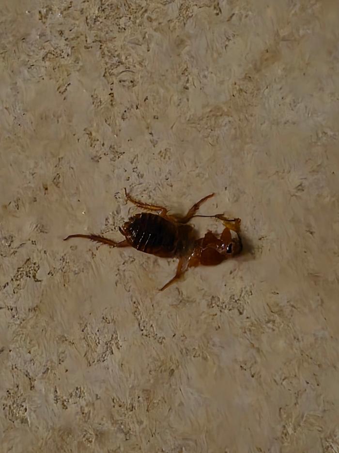 Source Pest Control Image