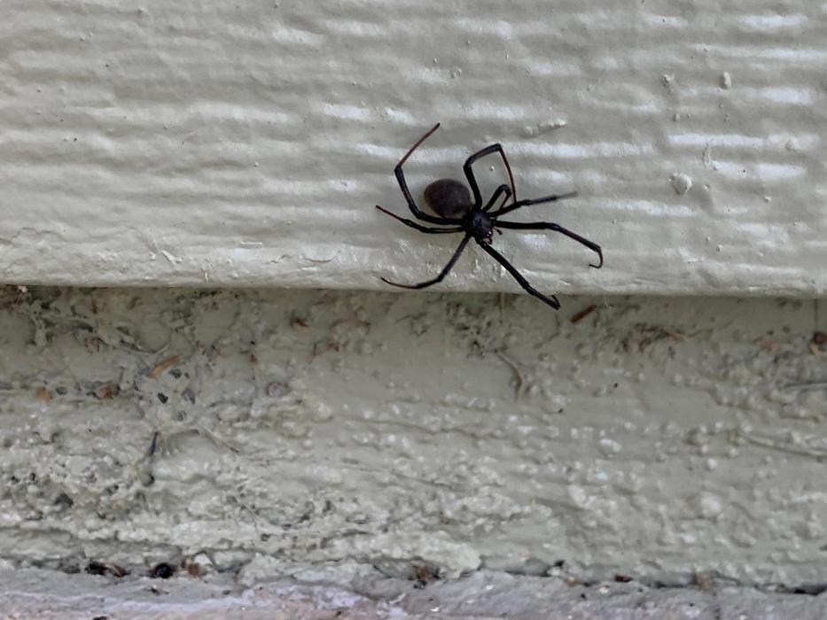 Source Pest Control Image