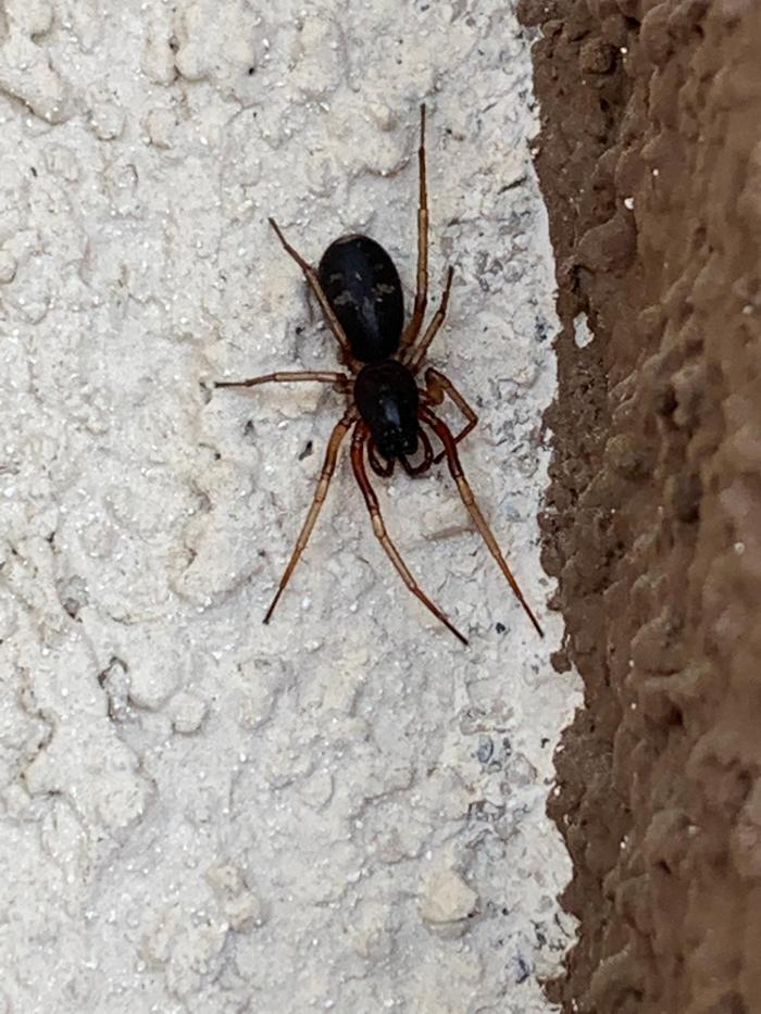 Source Pest Control Image