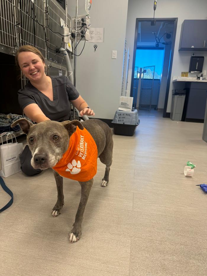 Mauldin Station Vet Image