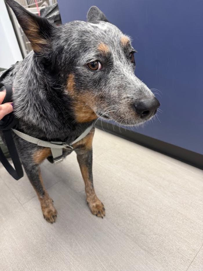 Mauldin Station Vet Logo