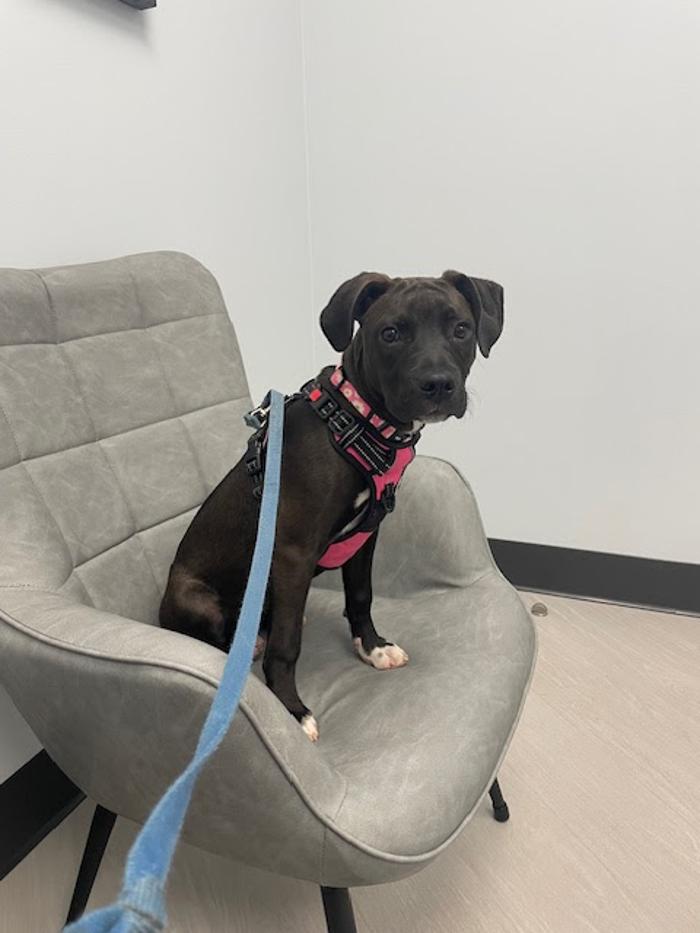 Mauldin Station Vet Image