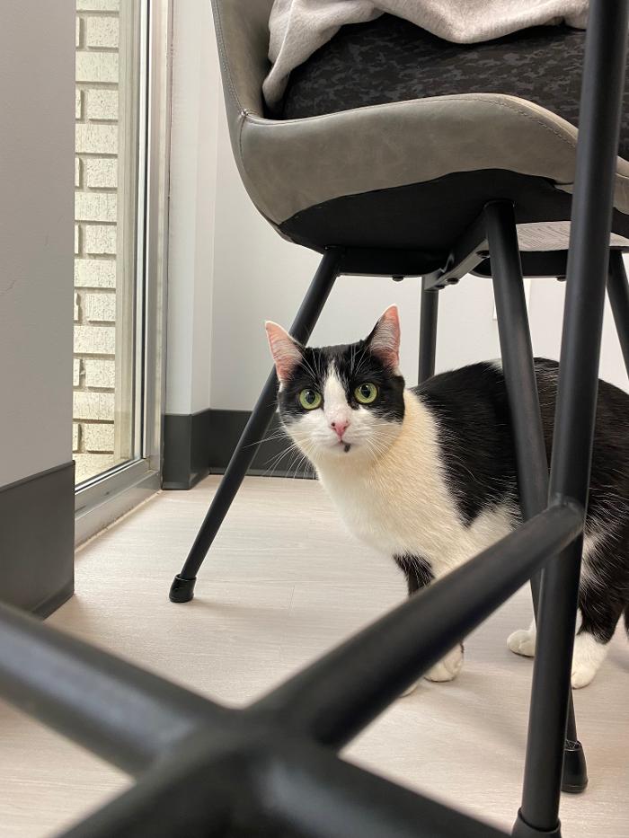 Mauldin Station Vet Image