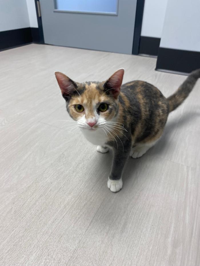 Mauldin Station Vet Image