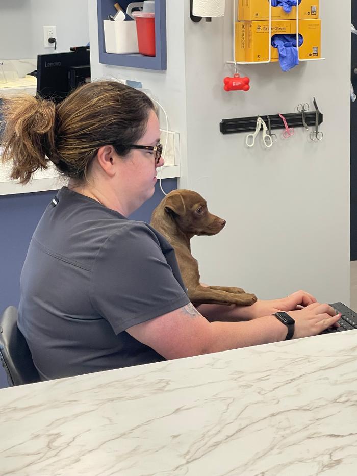 Mauldin Station Vet Image