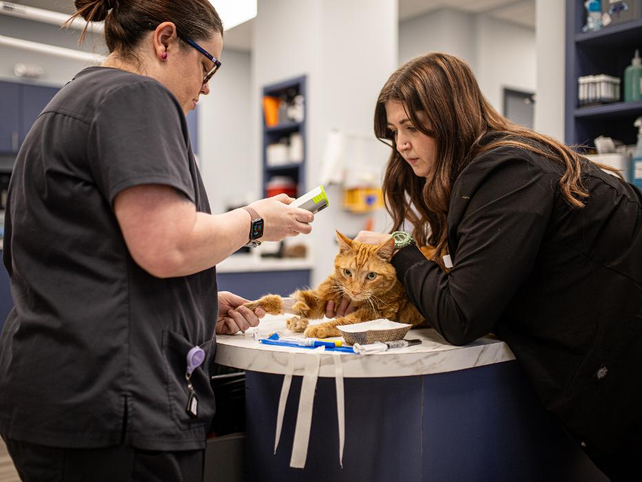 Mauldin Station Vet Image