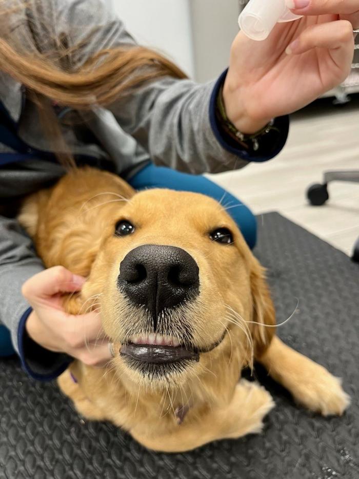 Riverside Vet - Greer, SC