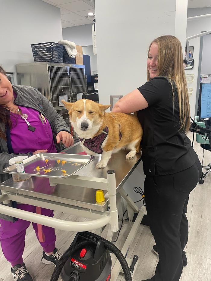 Riverside Vet - Greer, SC