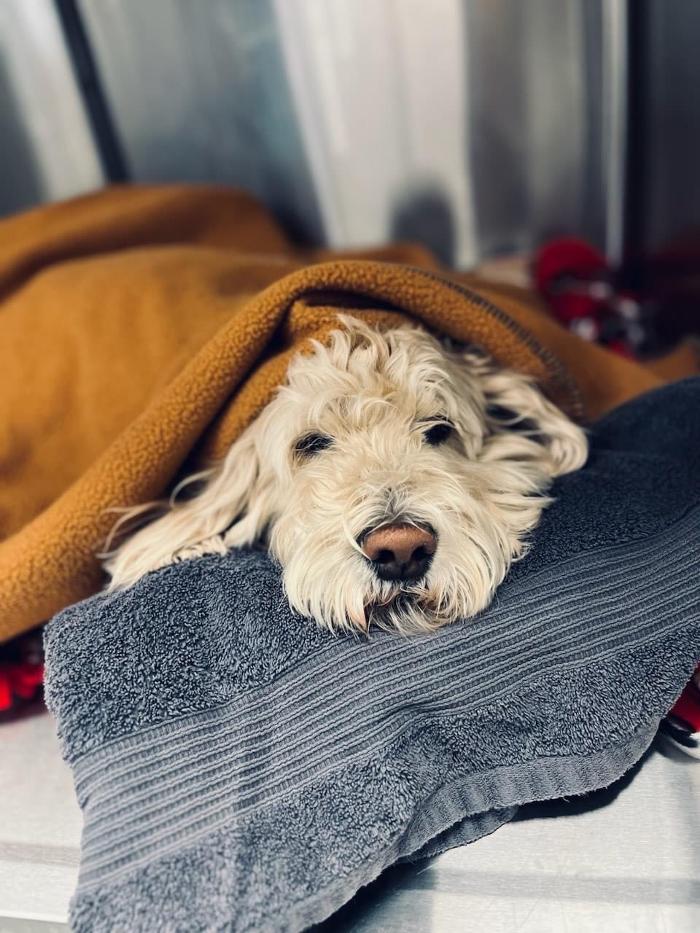 Riverside Vet - Greer, SC