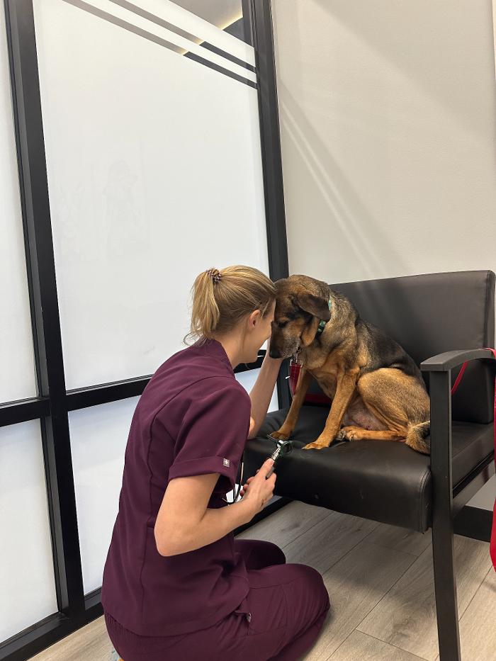 Riverside Vet - Greer, SC