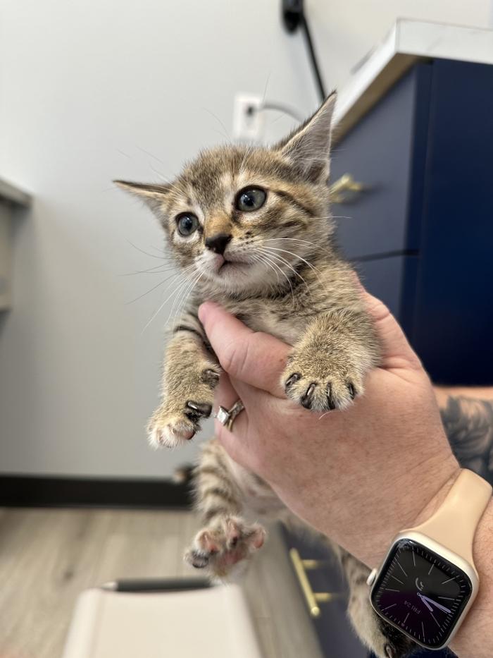 Riverside Vet - Greer, SC