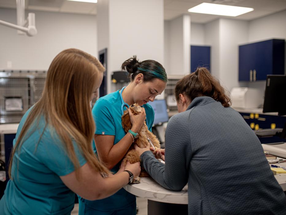 Riverside Vet - Greer, SC