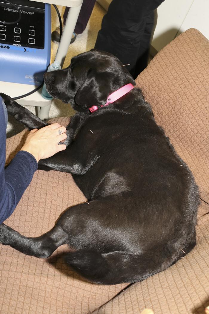 Skippack Animal Hospital - Skippack, PA