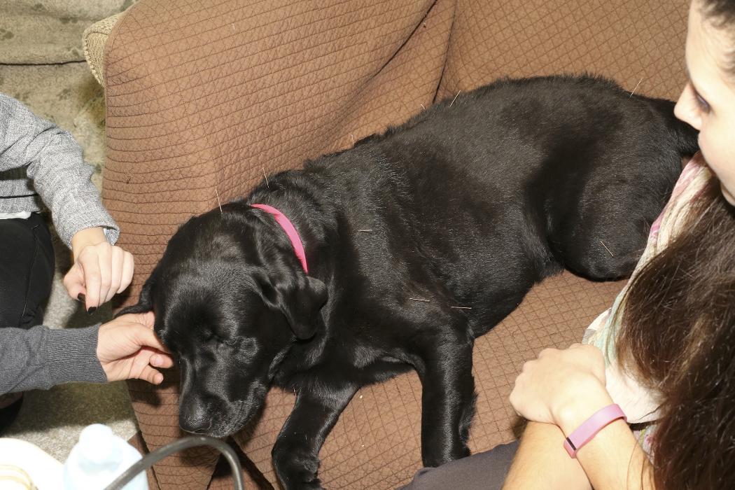 Skippack Animal Hospital - Skippack, PA