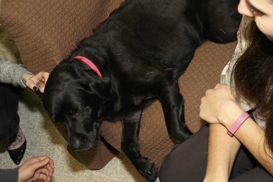 Skippack Animal Hospital - Skippack, PA