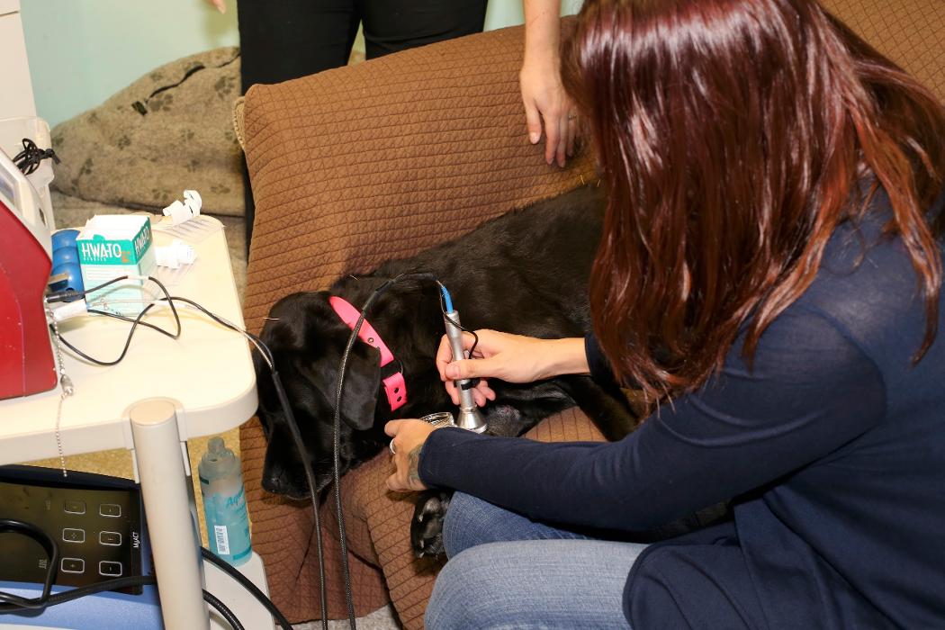 Skippack Animal Hospital - Skippack, PA