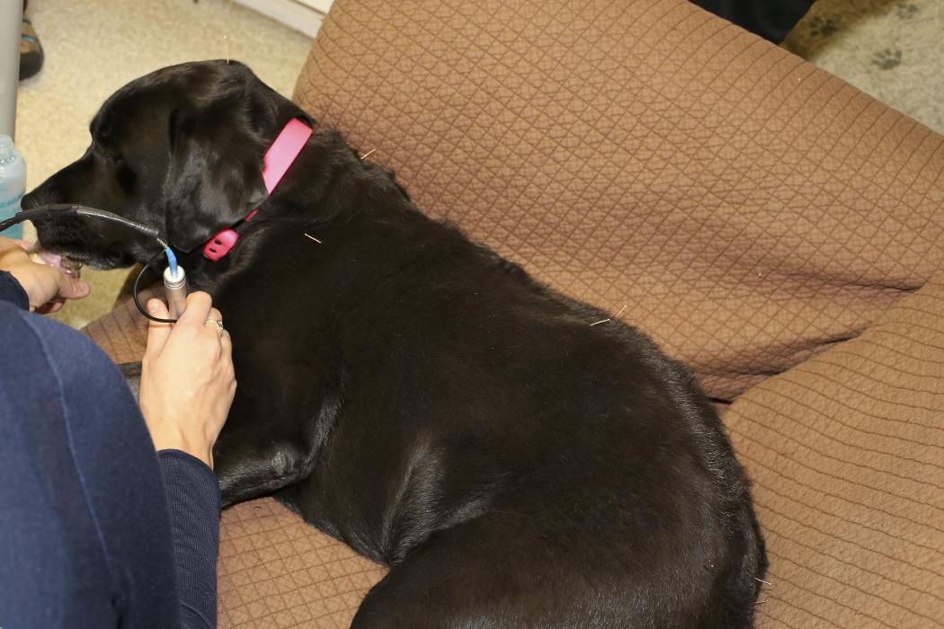 Skippack Animal Hospital - Skippack, PA