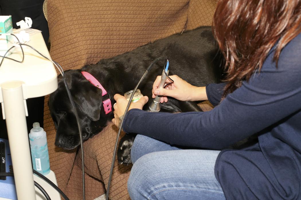 Skippack Animal Hospital - Skippack, PA