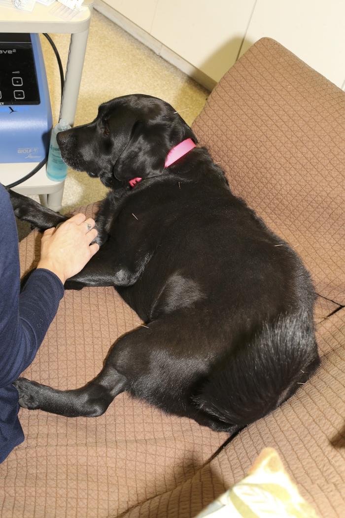 Skippack Animal Hospital - Skippack, PA