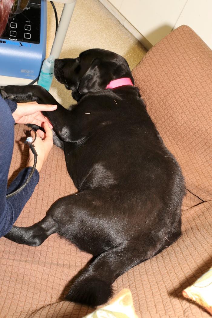 Skippack Animal Hospital - Skippack, PA