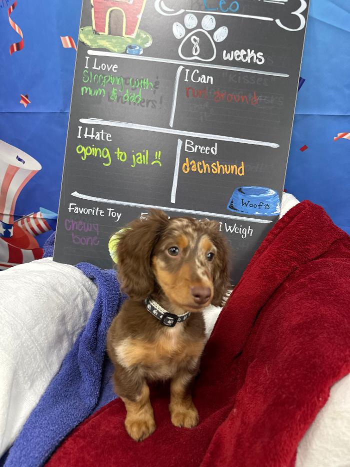 Maitland Animal Hospital