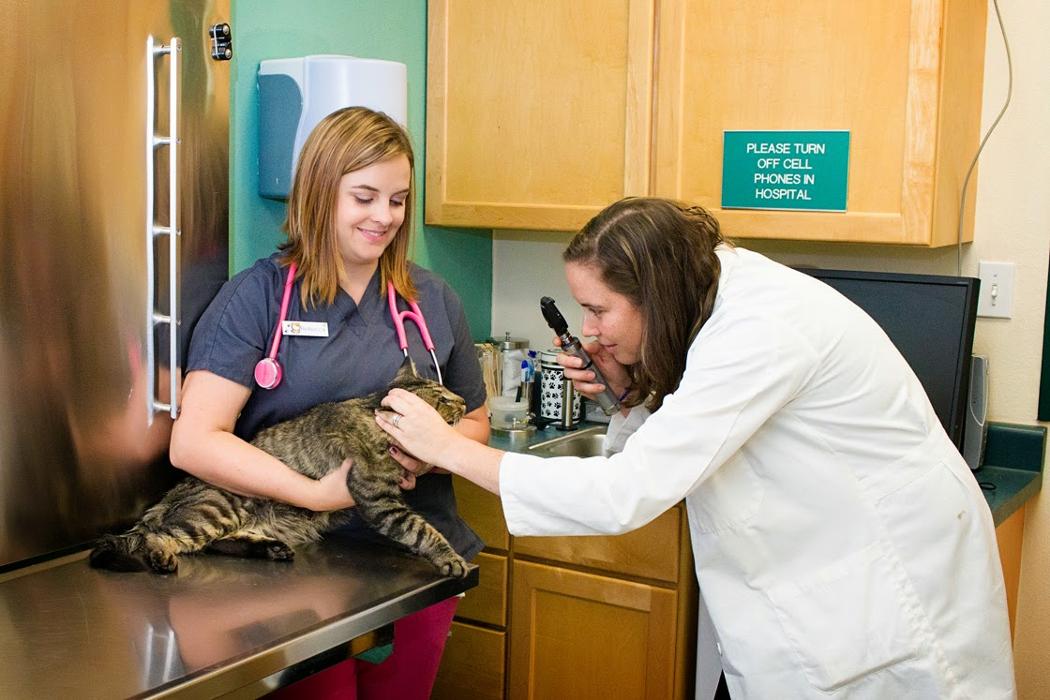 Indian Tree Animal Hospital - Arvada, CO