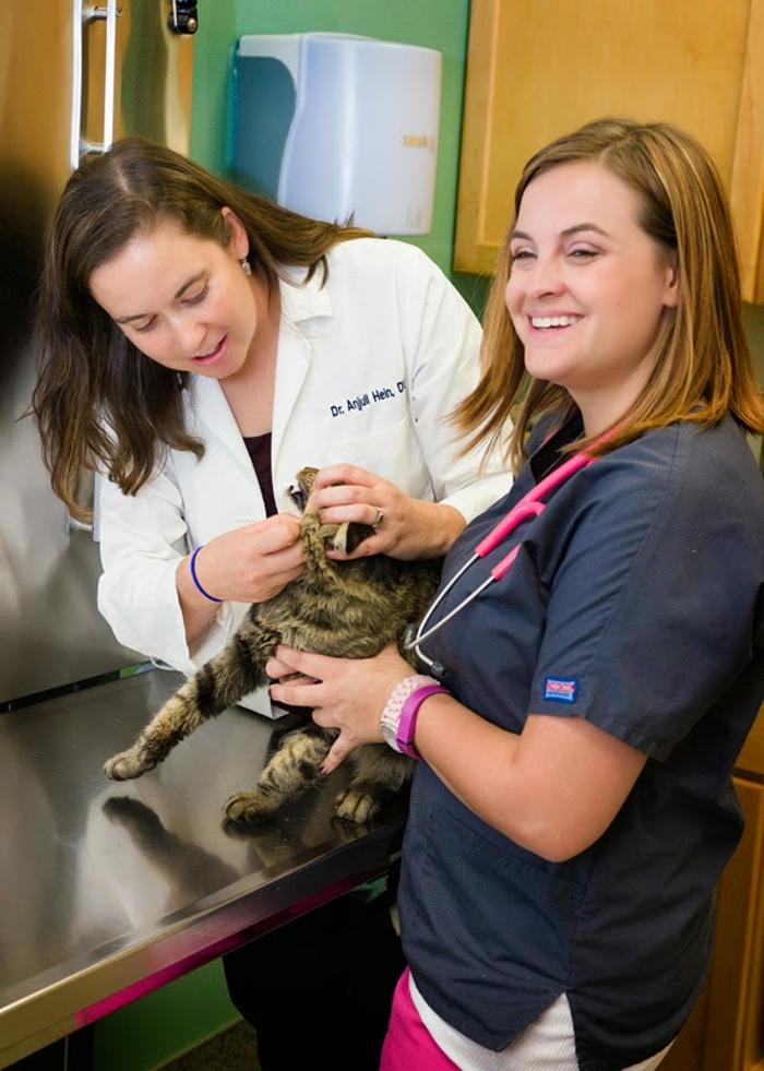 Indian Tree Animal Hospital - Arvada, CO