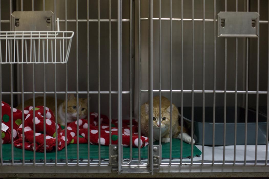 White Oak Veterinary Clinic - McKeesport, PA