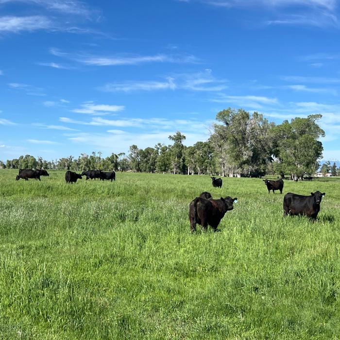 Dyle Stoddard Realtor - Dillon, MT