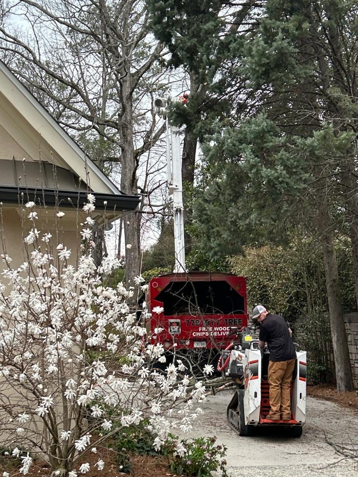 Southeast Tree - Marietta, GA