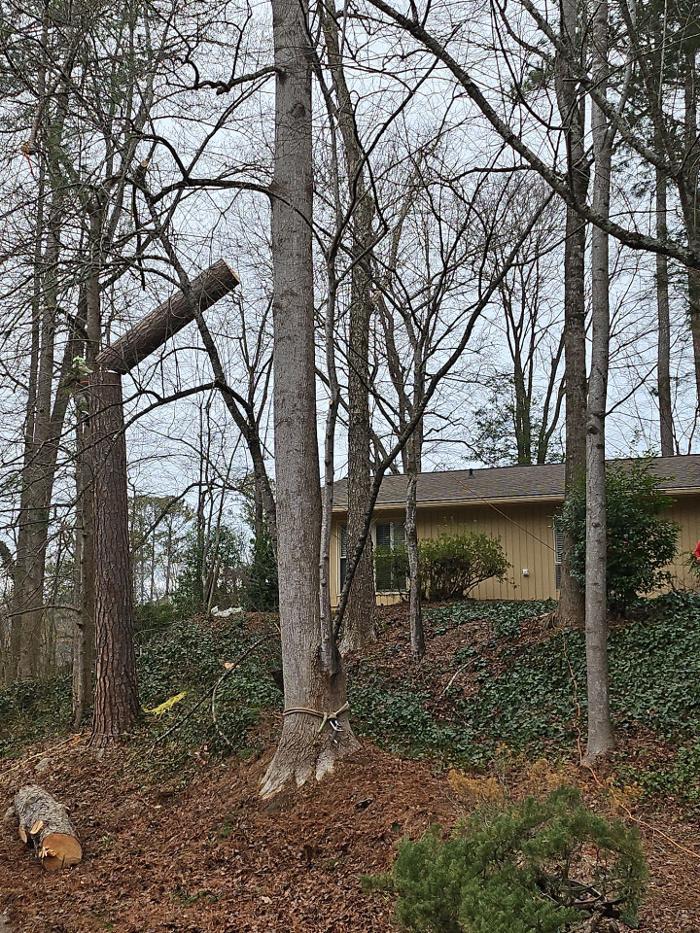 Southeast Tree - Marietta, GA