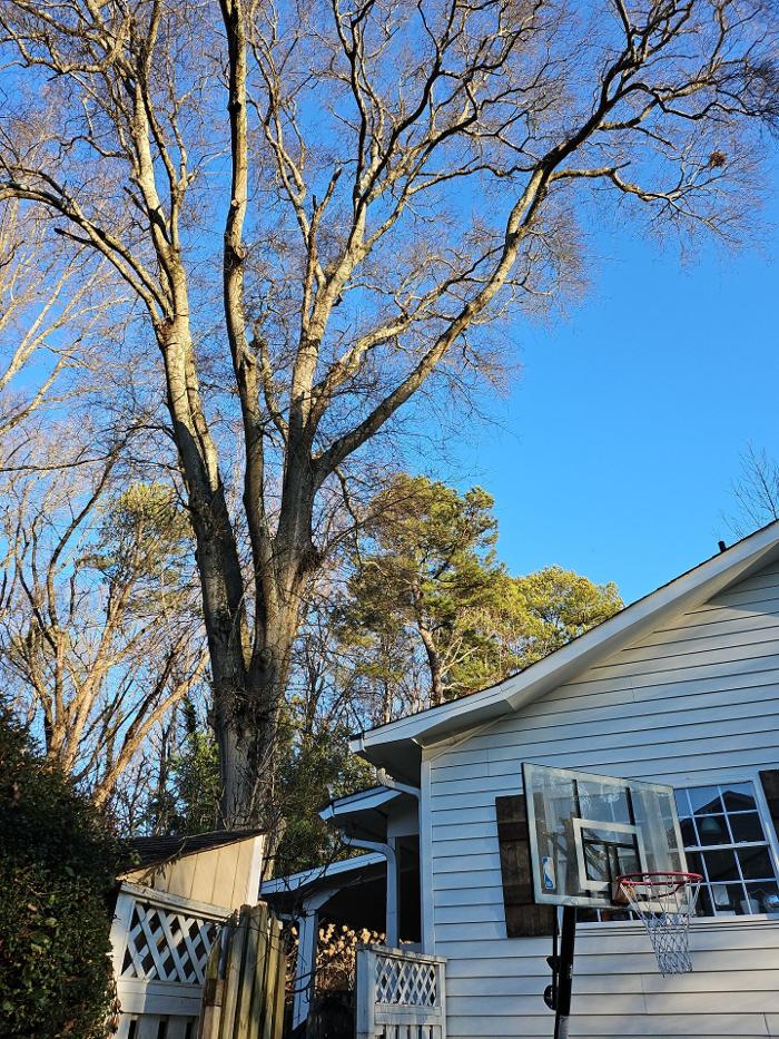 Southeast Tree - Marietta, GA