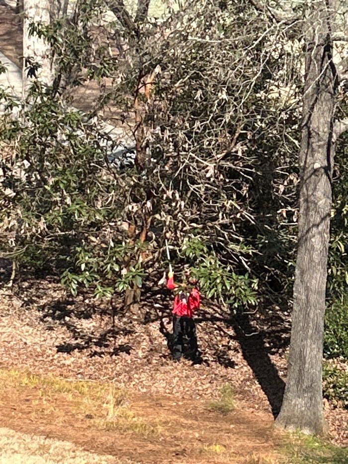 Southeast Tree - Marietta, GA