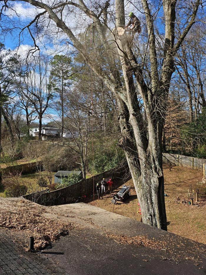 Southeast Tree - Marietta, GA