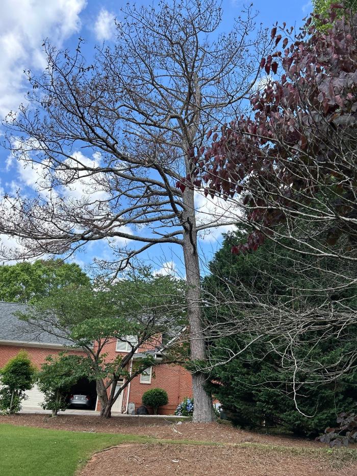 Southeast Tree - Marietta, GA