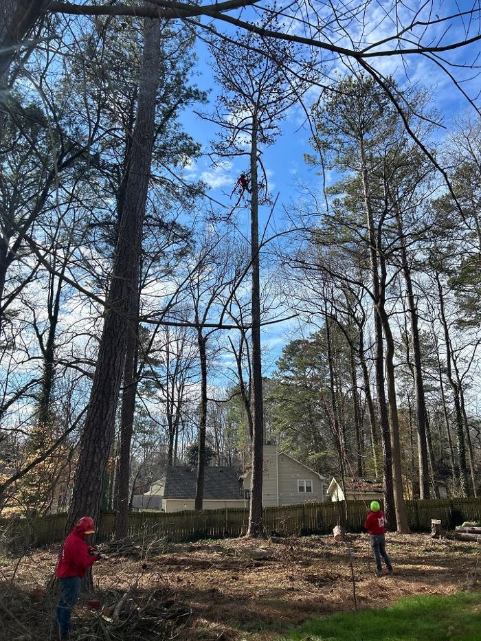 Southeast Tree - Marietta, GA