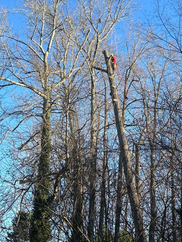 Southeast Tree - Marietta, GA