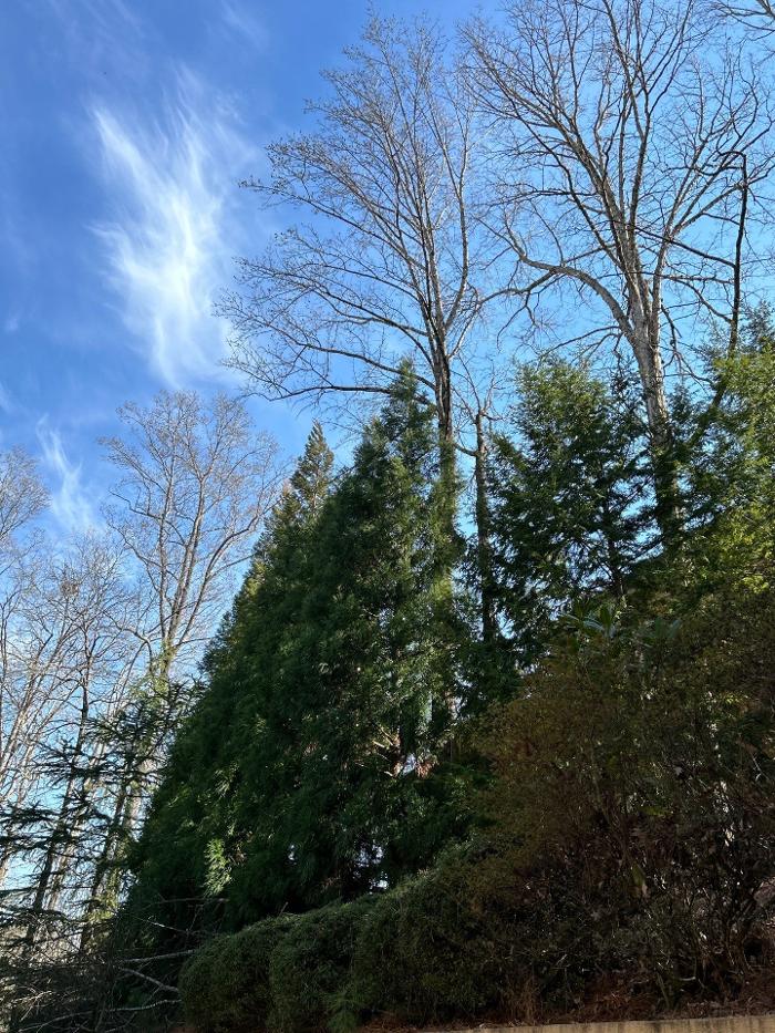 Southeast Tree - Marietta, GA