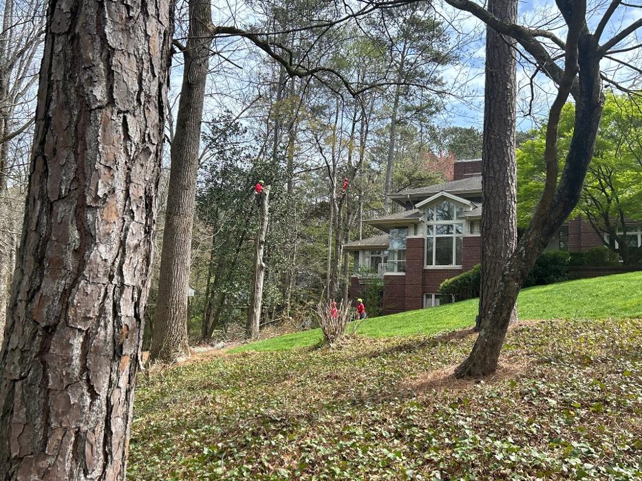 Southeast Tree - Marietta, GA