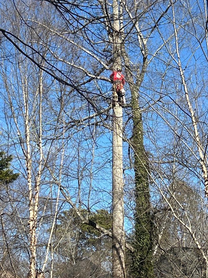 Southeast Tree - Marietta, GA