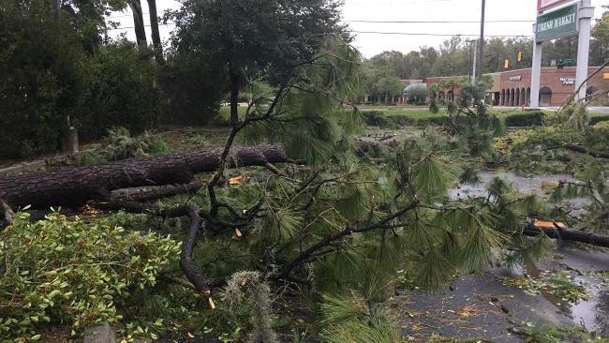 Southeast Tree - Marietta, GA