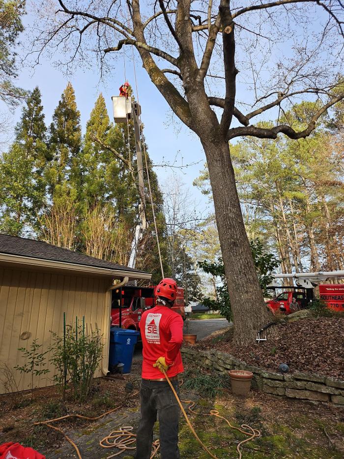 Southeast Tree - Marietta, GA