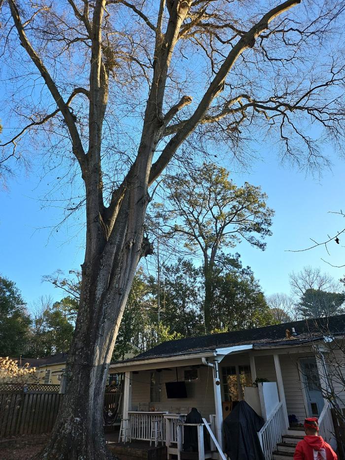 Southeast Tree - Marietta, GA