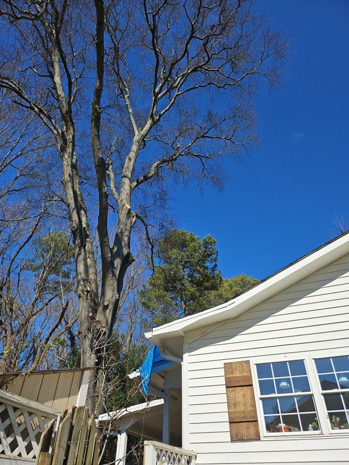 Southeast Tree - Marietta, GA