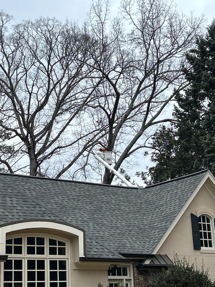 Southeast Tree - Marietta, GA