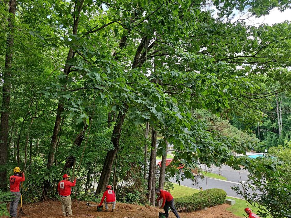 Southeast Tree - Marietta, GA