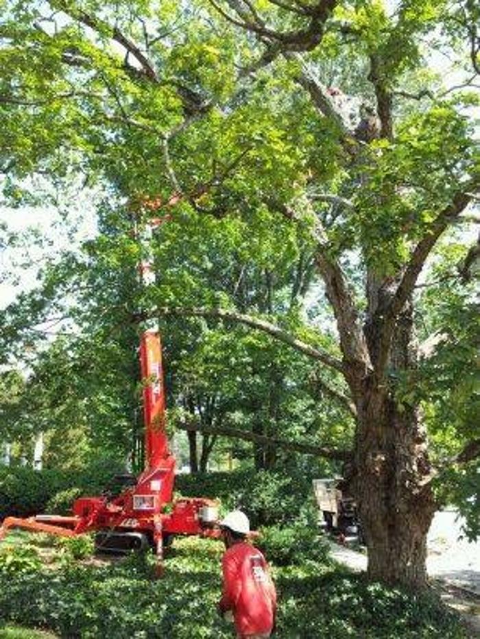 Southeast Tree - Marietta, GA